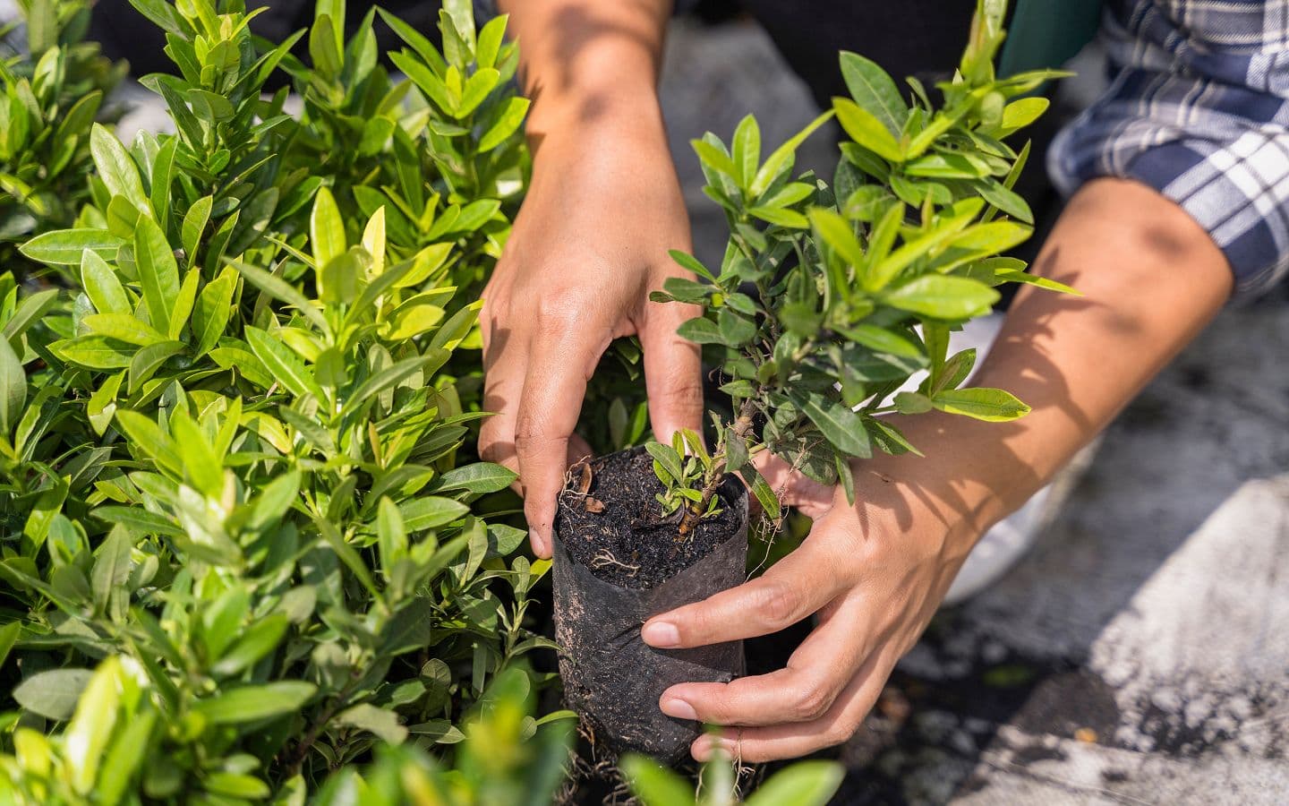 Питомник растений