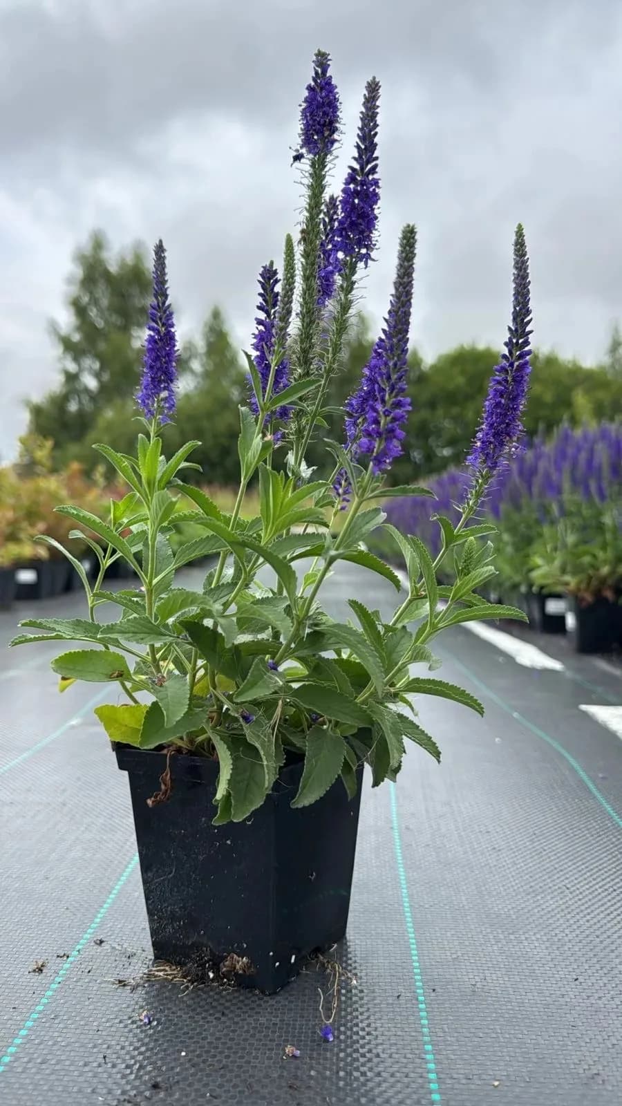 Вероника Anniversary blue (Анниверсари Блю)