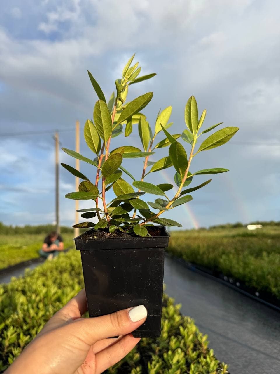 Рододендрон PJM Elite (ПиДжейЭм Элит)