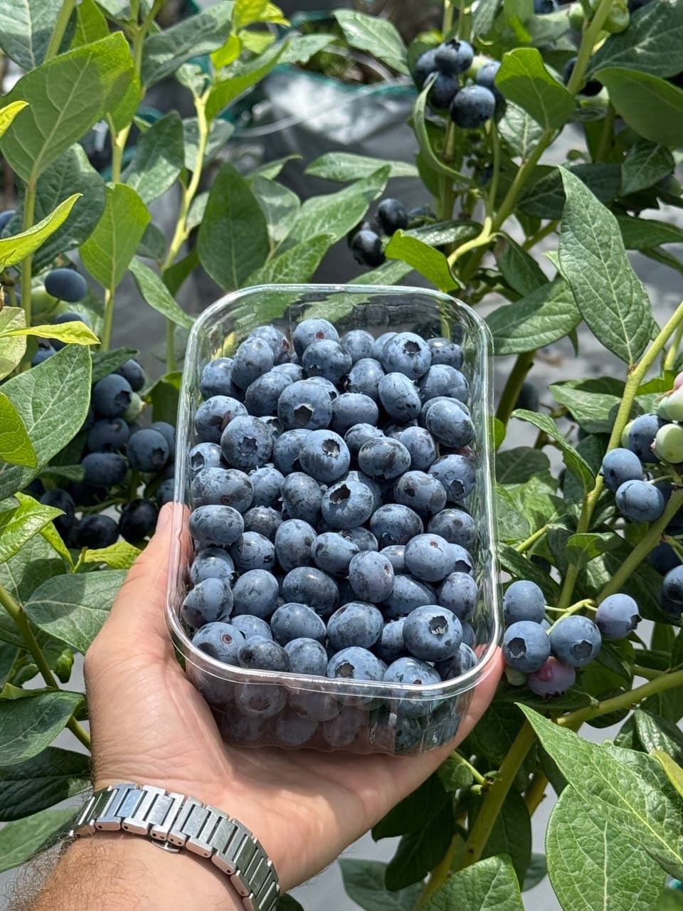 Как выращивать голубику на даче: посадка, уход, подкормки