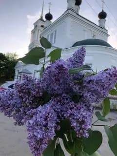 Сирень