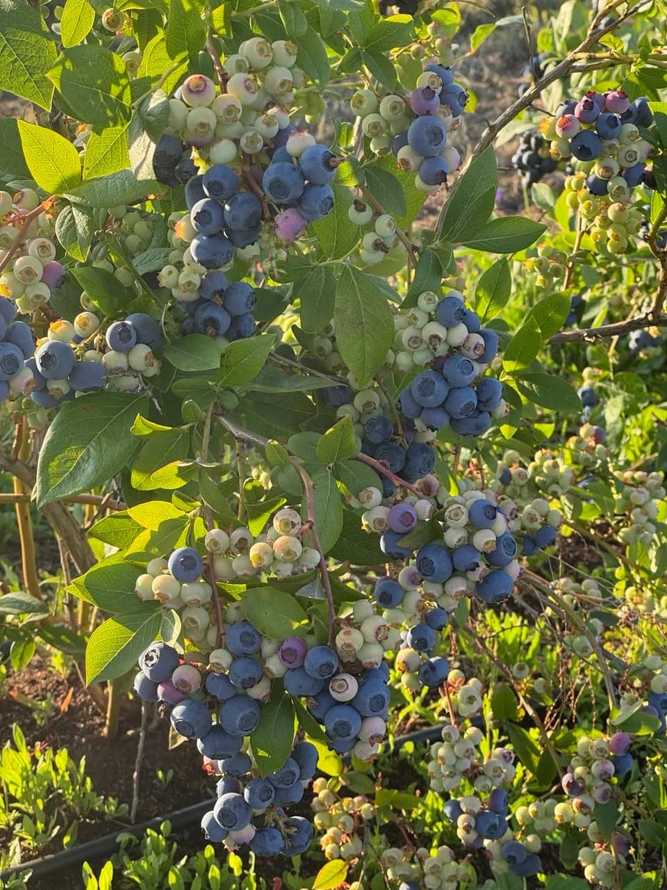 Подкормка голубики: чем, когда и сколько вносить по сезонам